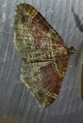 Xanthorhoe spadicearia