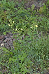 Oenothera rubricaulis