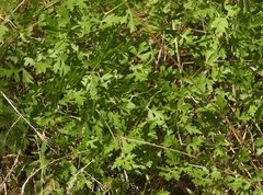 Peucedanum oreoselinum
