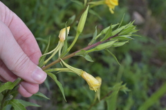 Oenothera rubricaulis