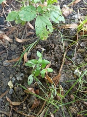 Epilobium roseum