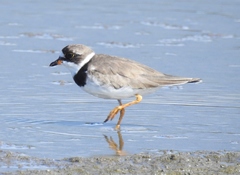 Charadrius semipalmatus