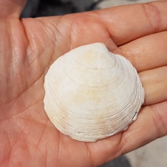 Dosinia exoleta