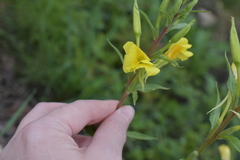 Oenothera rubricaulis