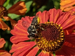 Megachile texana