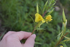 Oenothera rubricaulis