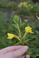 Oenothera rubricaulis