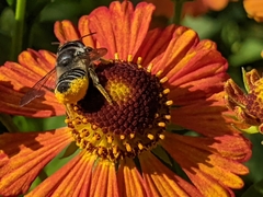 Megachile texana