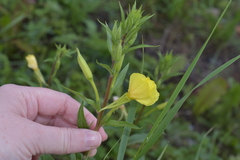 Oenothera rubricaulis
