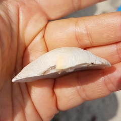 Dosinia exoleta