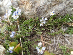 Acanthocladus tehuelchum