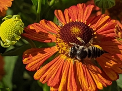 Megachile texana