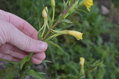 Oenothera rubricaulis