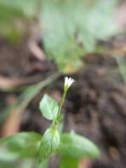 Epilobium roseum