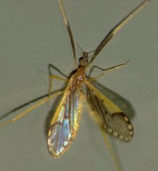 Molophilus pulcherrimus