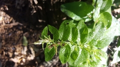 Lithospermum helleri