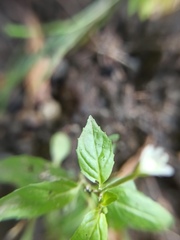 Epilobium roseum