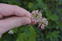 Trifolium hybridum