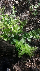 Lithospermum helleri