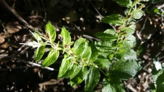 Lithospermum helleri