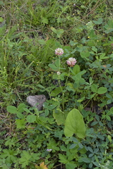 Trifolium hybridum