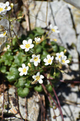 Romanzoffia sitchensis