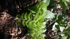 Lithospermum helleri