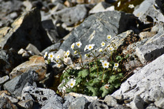 Romanzoffia sitchensis