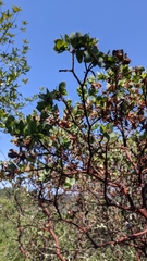 Arctostaphylos pallida