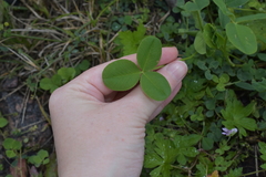Trifolium hybridum