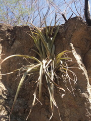 Tillandsia capitata