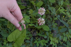 Trifolium hybridum