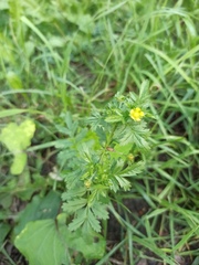 Potentilla supina