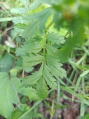 Potentilla supina