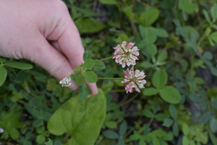 Trifolium hybridum