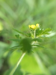 Potentilla supina