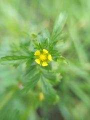 Potentilla supina