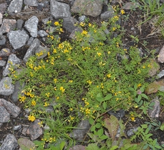 Medicago falcata