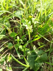 Capsella bursa-pastoris