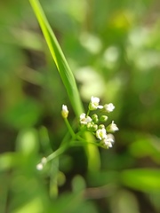 Capsella bursa-pastoris