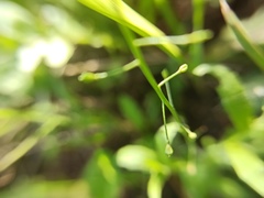 Capsella bursa-pastoris