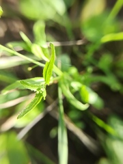 Capsella bursa-pastoris
