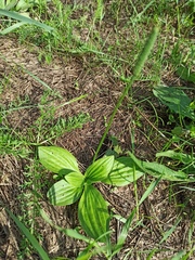 Plantago media