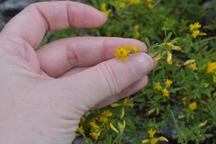 Medicago falcata