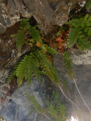 Polypodium amorphum
