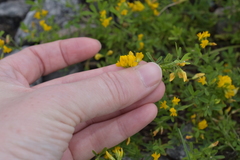 Medicago falcata