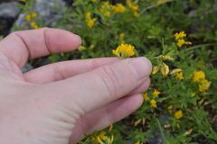 Medicago falcata