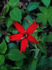 Hydrophyllum macrophyllum