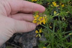 Medicago falcata