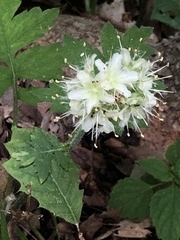 Hydrophyllum macrophyllum